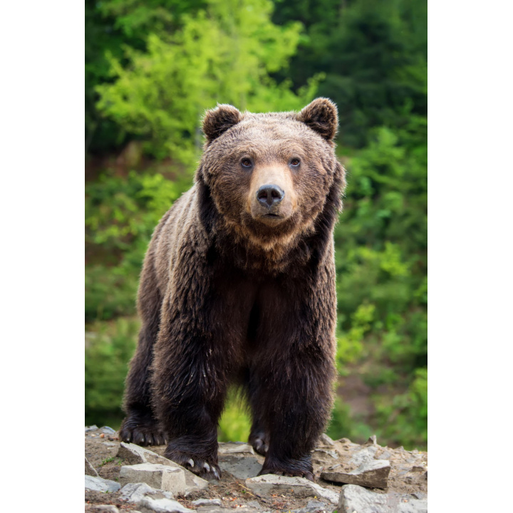 Vyhlásenie mimoriadnej situácie v súvislosti s enormne vysokým počtom medveďov